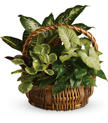 Emerald Garden Basket Cottage Florist Lakeland Fl 33813 Premium Flowers lakeland